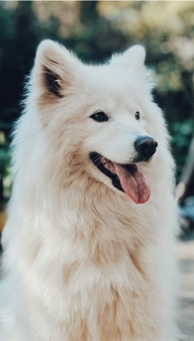 How King Kanine Reached 165% ROAS with Vibe's ML success story background